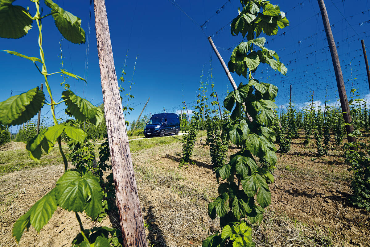 L'itinéraire mène également au cœur de Hallertau – la plus grande zone de culture du houblon d'Europe.