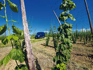  L'itinéraire mène également au cœur de Hallertau – la plus grande zone de culture du houblon d'Europe.