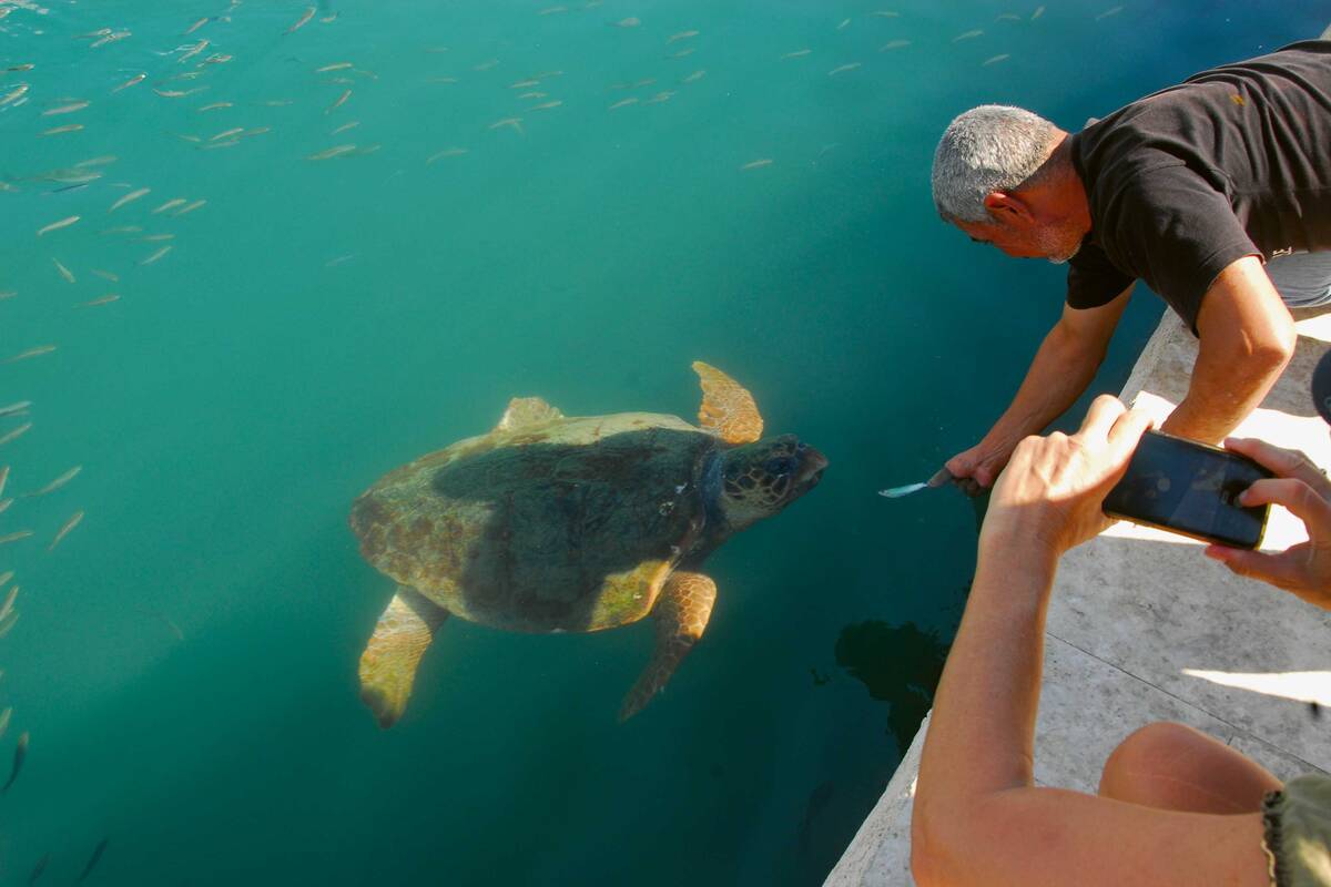 Rencontre avec des tortues dans le bassin portuaire d'Argostoli.