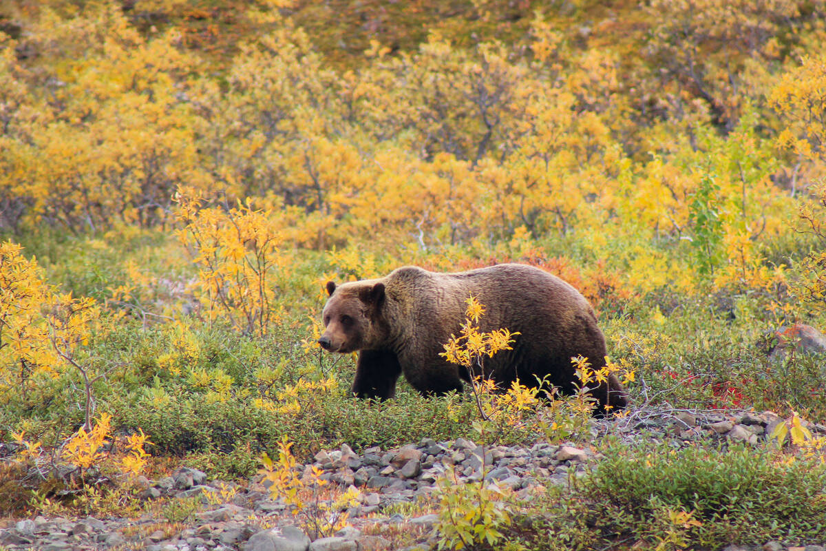Les rencontres avec les grizzlis ne sont pas rares en Alaska, notamment dans le parc national de Denali.
