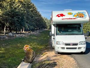 Der Zedernwald von Azrou im Nationalpark Ifrane beheimatet eines der weltgrössten zusammenhängenden Zederngebiete und ist Heimat freilebender, an Menschen gewöhnte Berberaffen.
