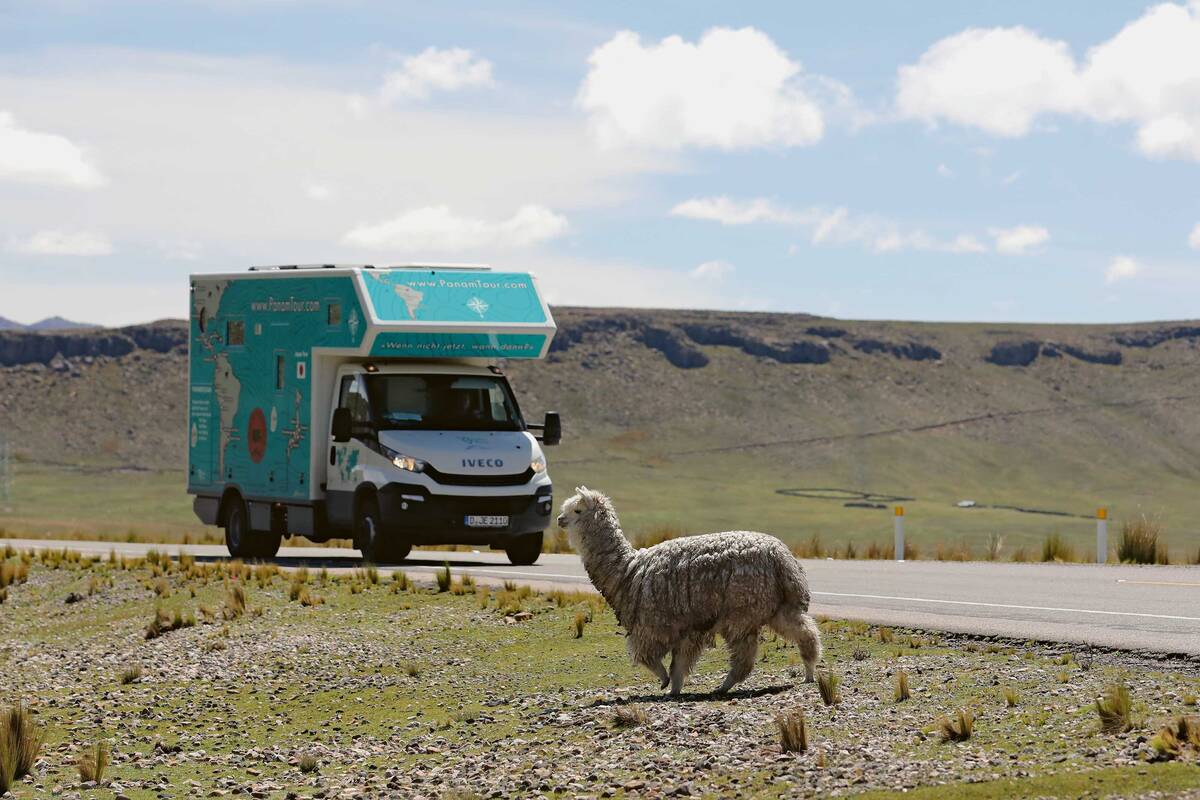 Notre rencontre avec un troupeau de jeunes lamas est une charmante expérience.